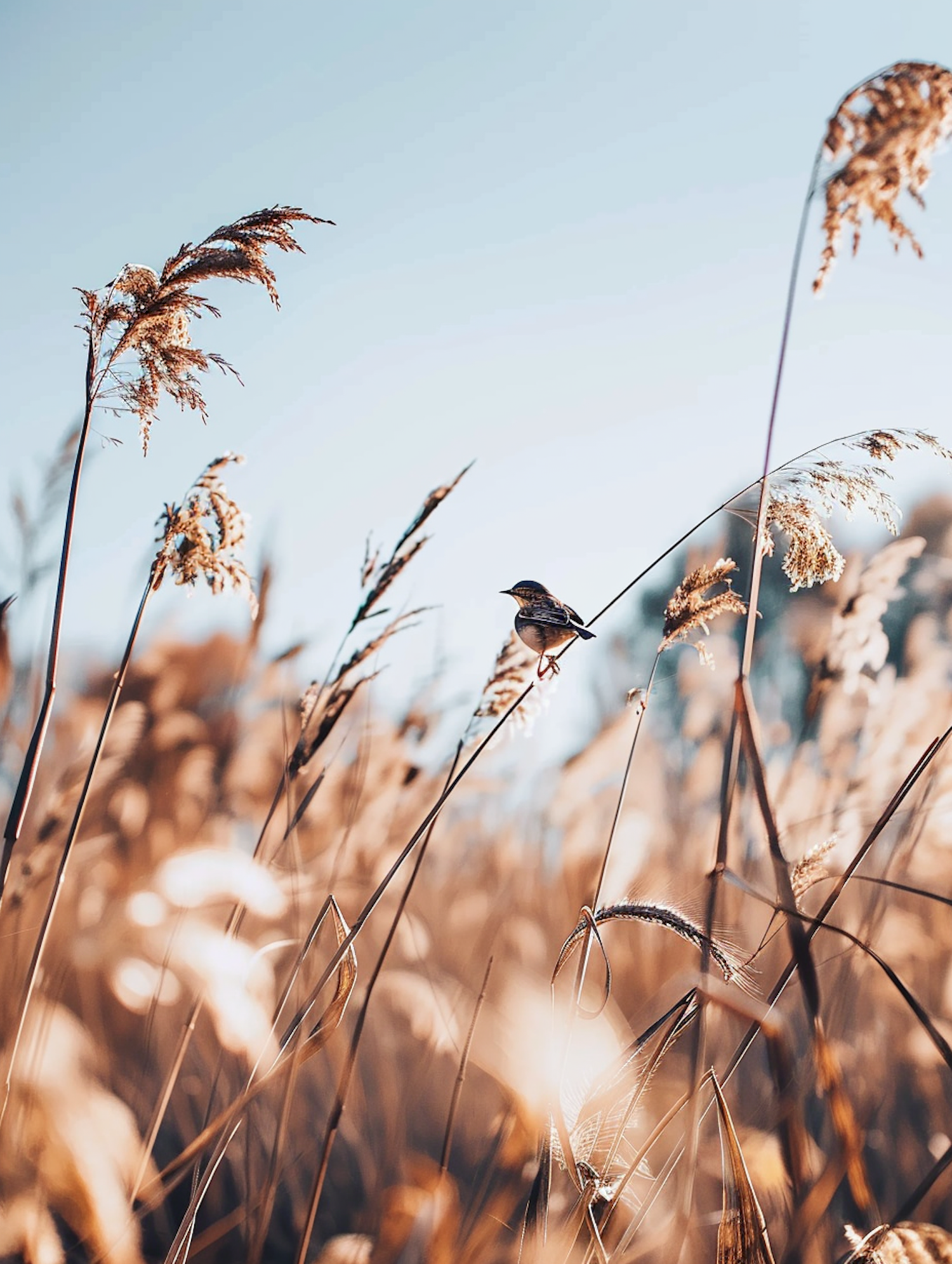 Serene Bird on Grass