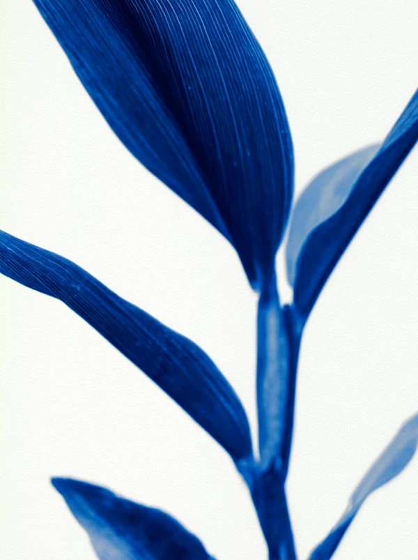 Monochromatic Plant Art