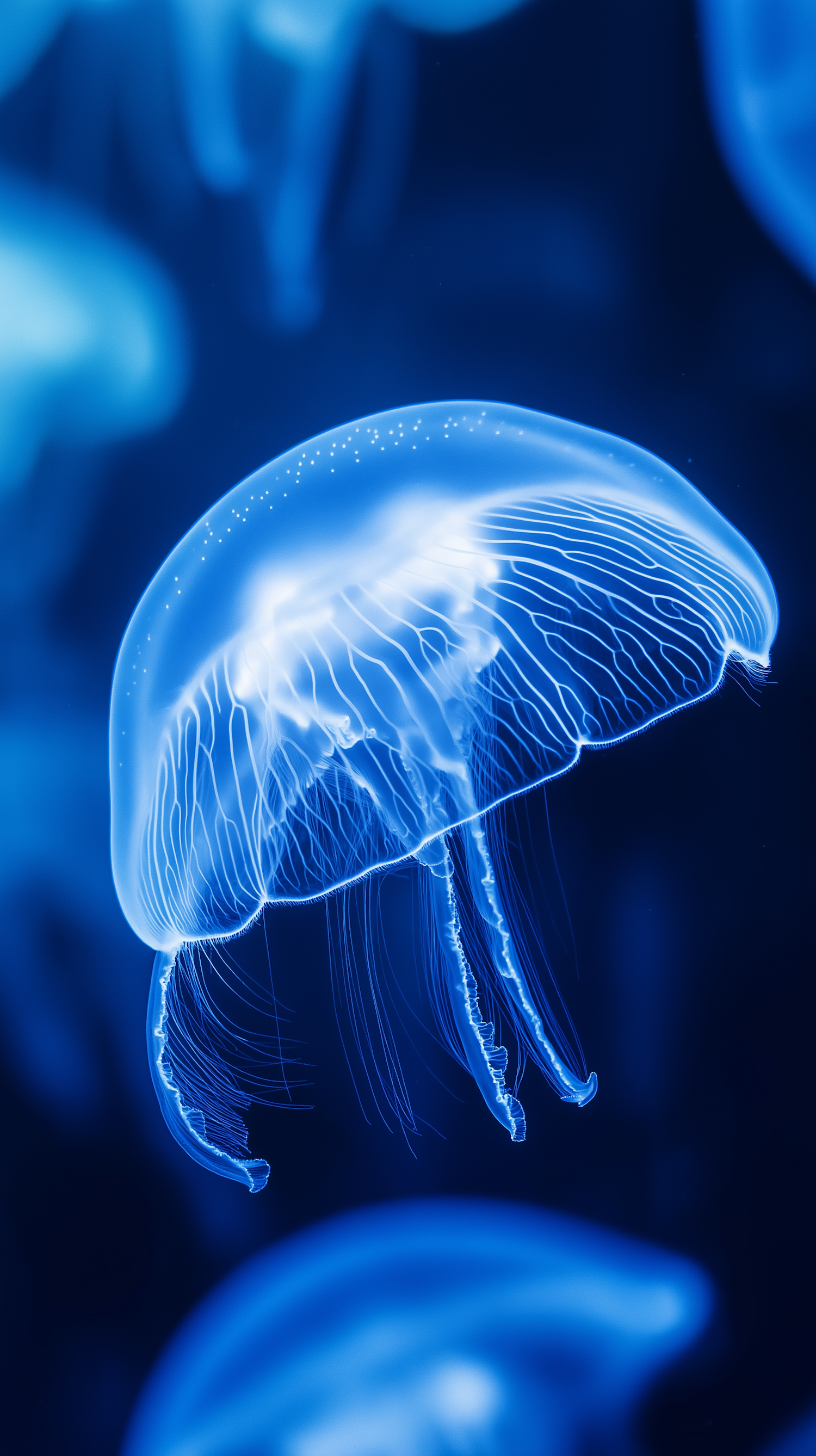 Luminous Blue Jellyfish