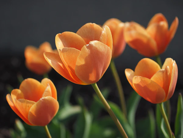 Orange Tulips in Sunlight
