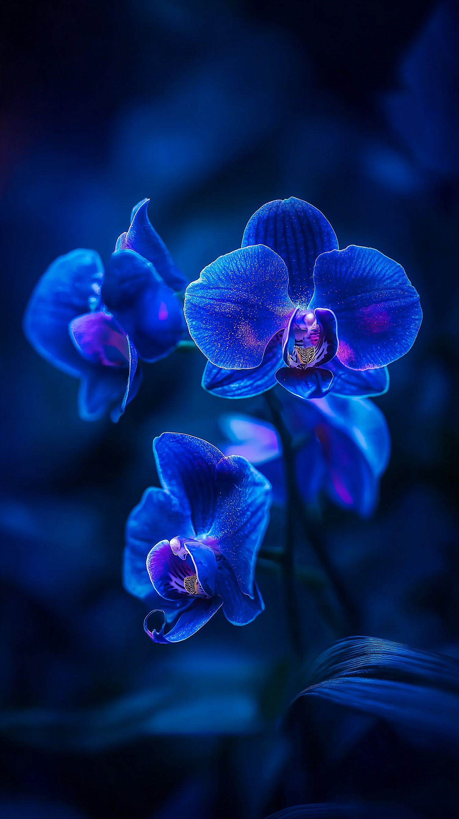 Vibrant Blue Orchids