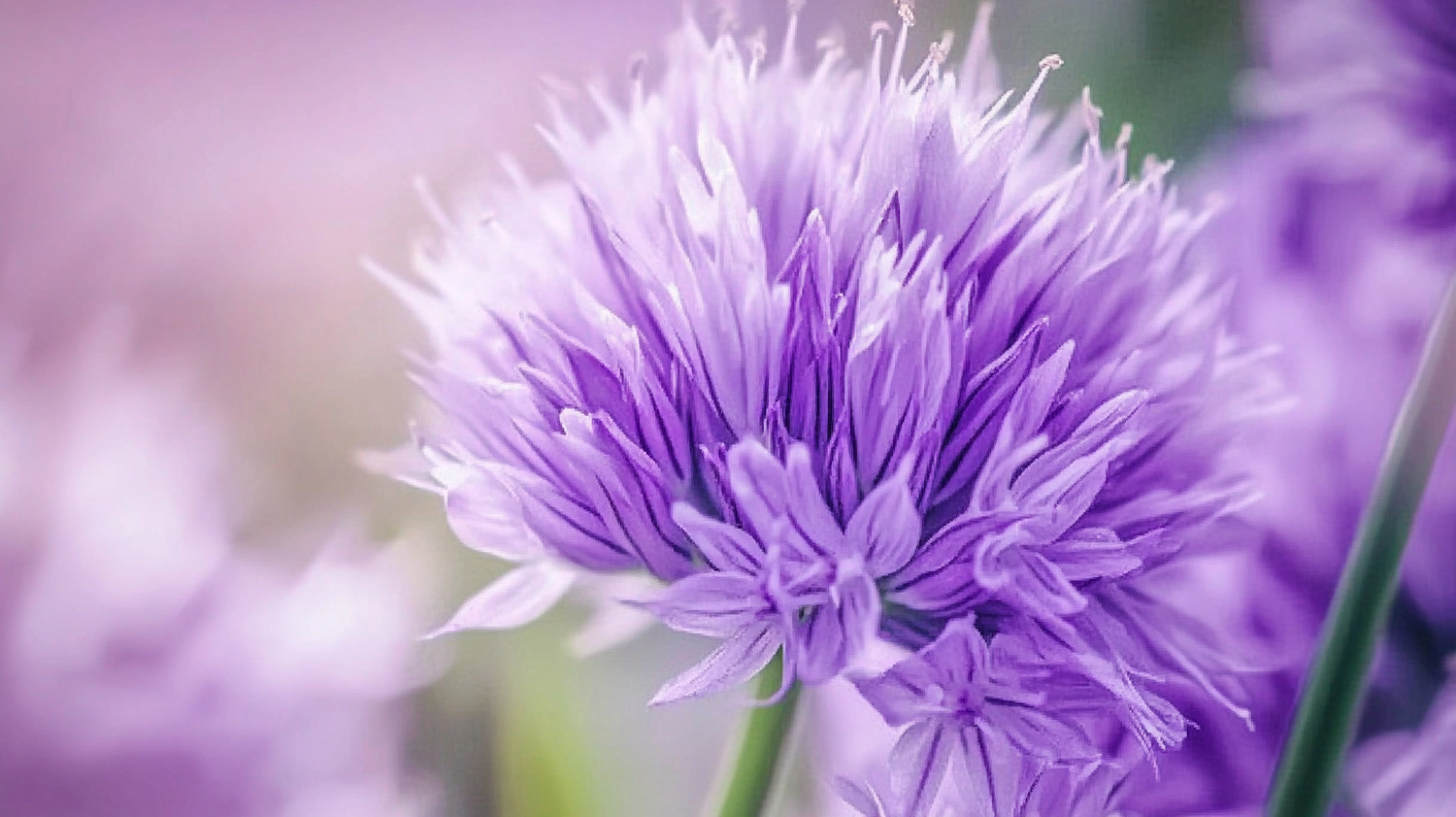 Close-up of a Vibrant Purple Flower