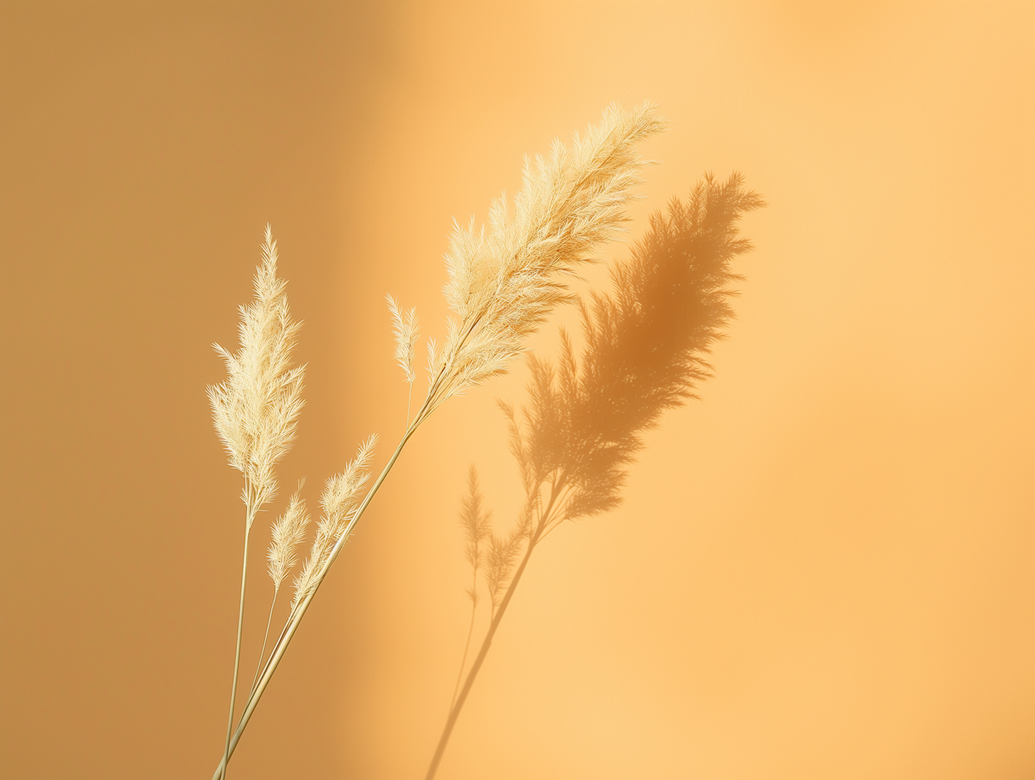 Pampas Grass on Golden Background