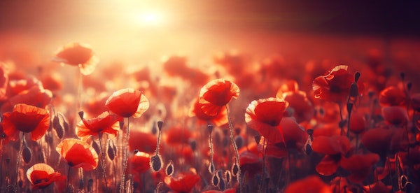 Sunset Glow on Red Poppy Field