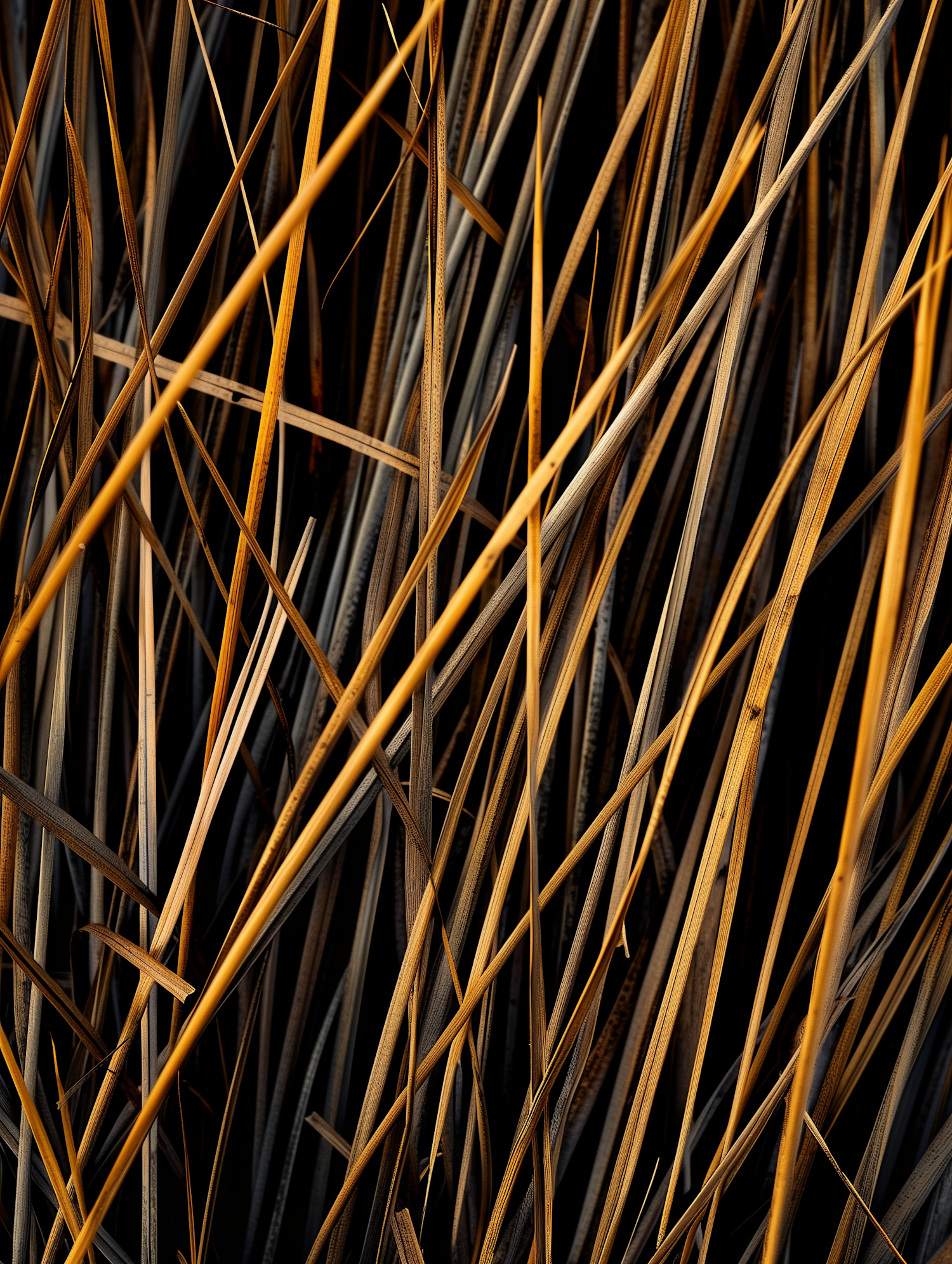 Intricate Weave of Autumn Reeds