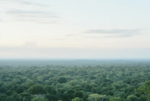 Serene Aerial Forest Panorama