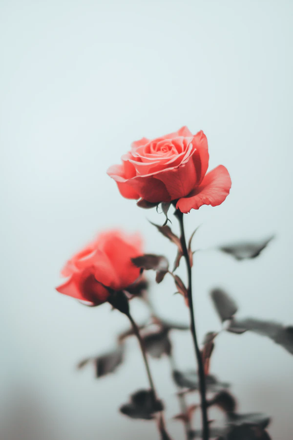 Vibrant Red Roses