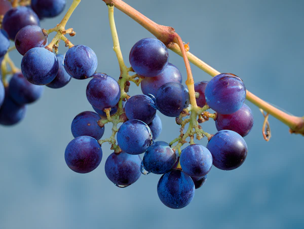 Cluster of Grapes