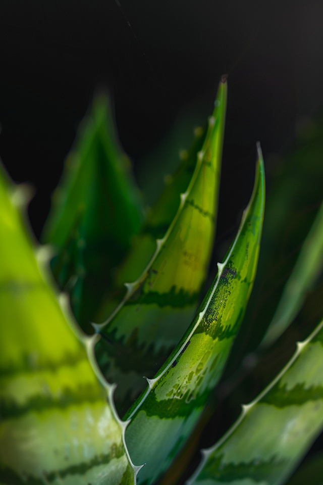 Close-up of Succulent Leaves