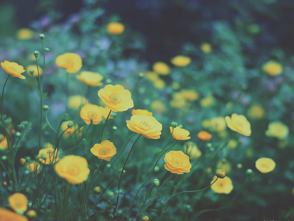Vibrant Yellow Butterfly Ranunculus Blooms