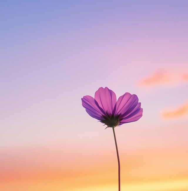 Vibrant Purple Flower at Sunset