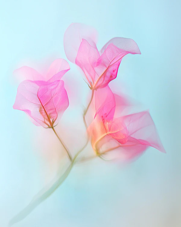 Bougainvillea Elegance