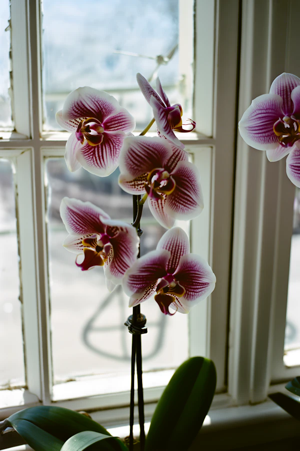 Blooming Orchid Close-Up