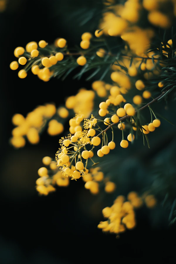 Yellow Mimosa Blooms