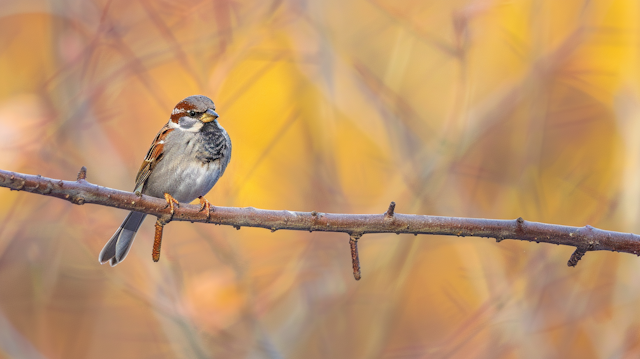 Sparrow on Autumn Branch