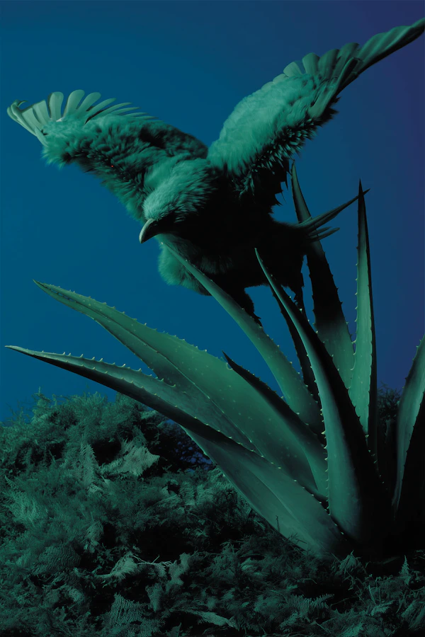 Bird on Aloe Plant