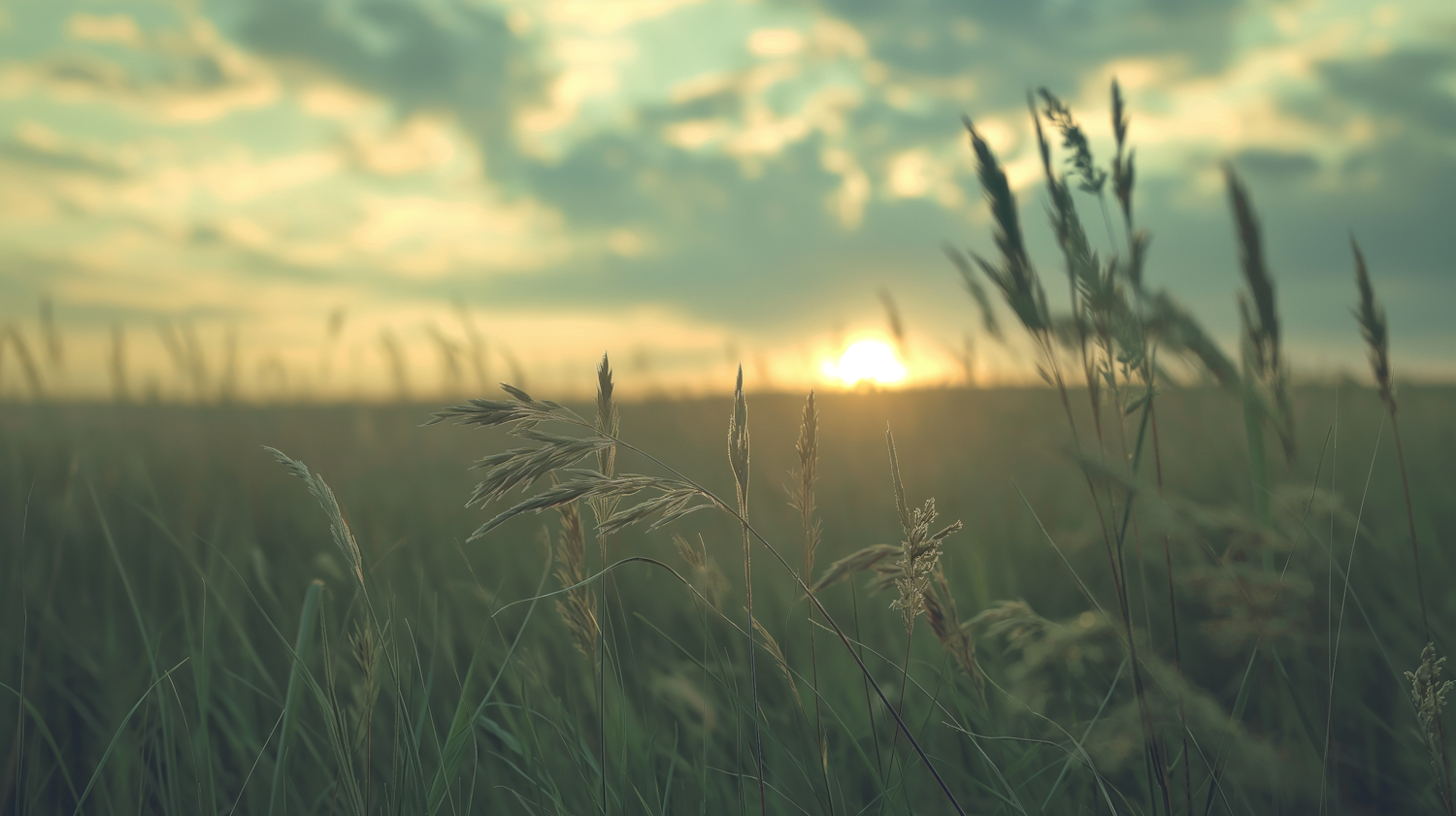 Serene Field at Sunset