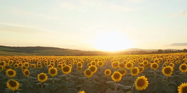 Sunset Sunflower Field