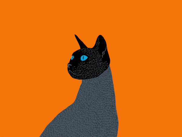 Black Cat Illustration