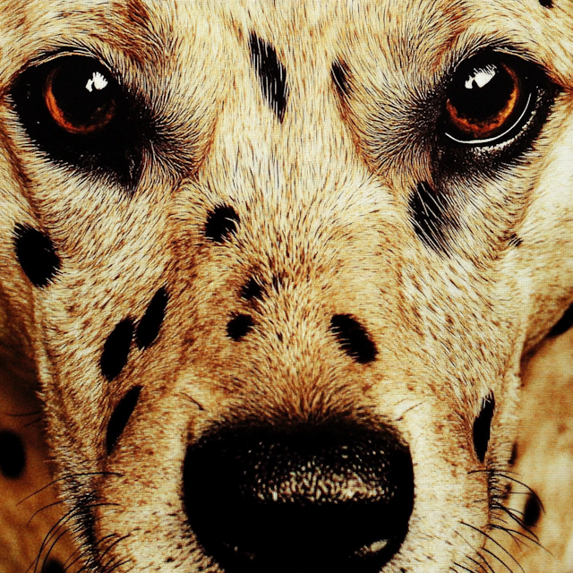 Close-up of Dalmatian's Face