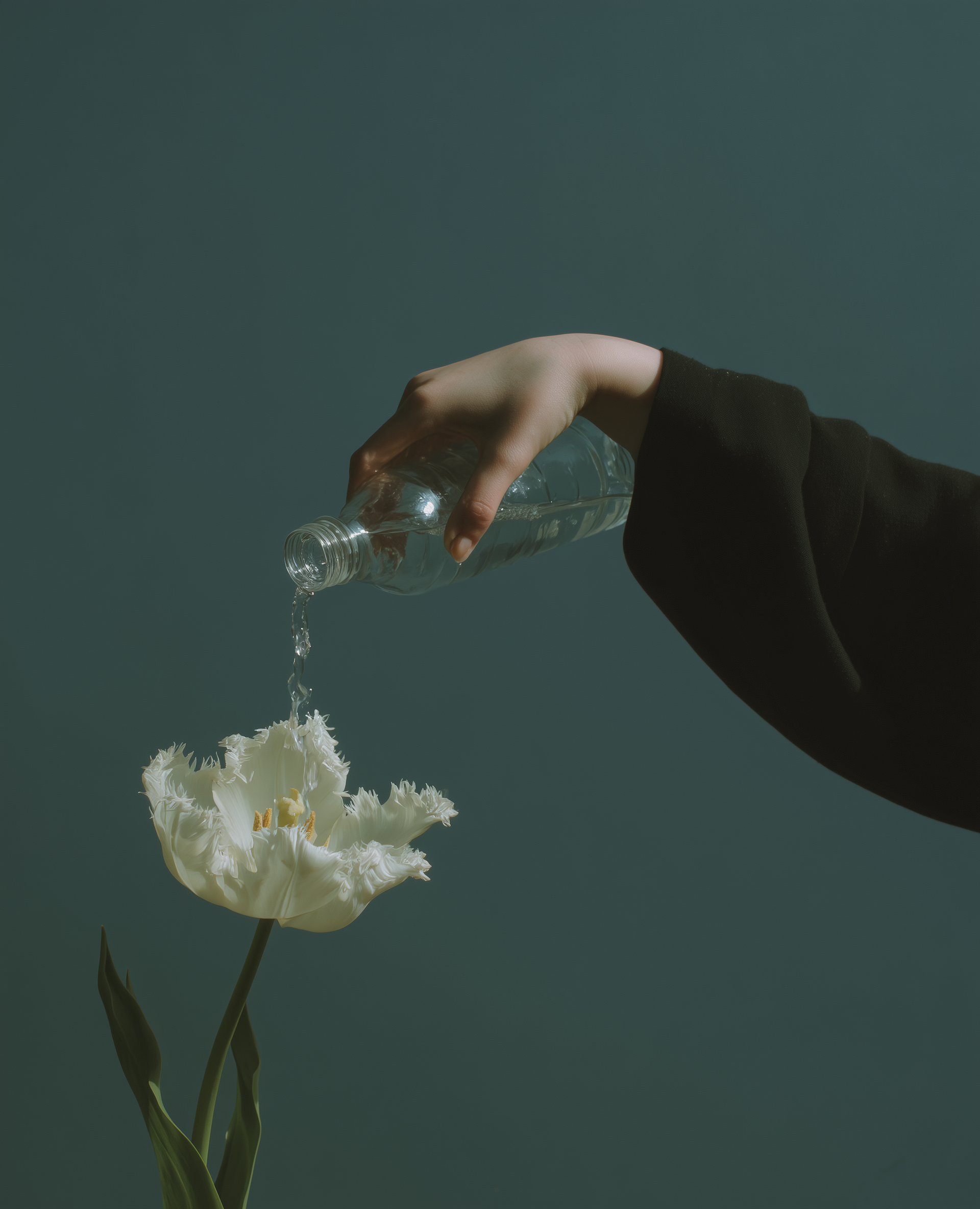 Pouring Water on Tulip