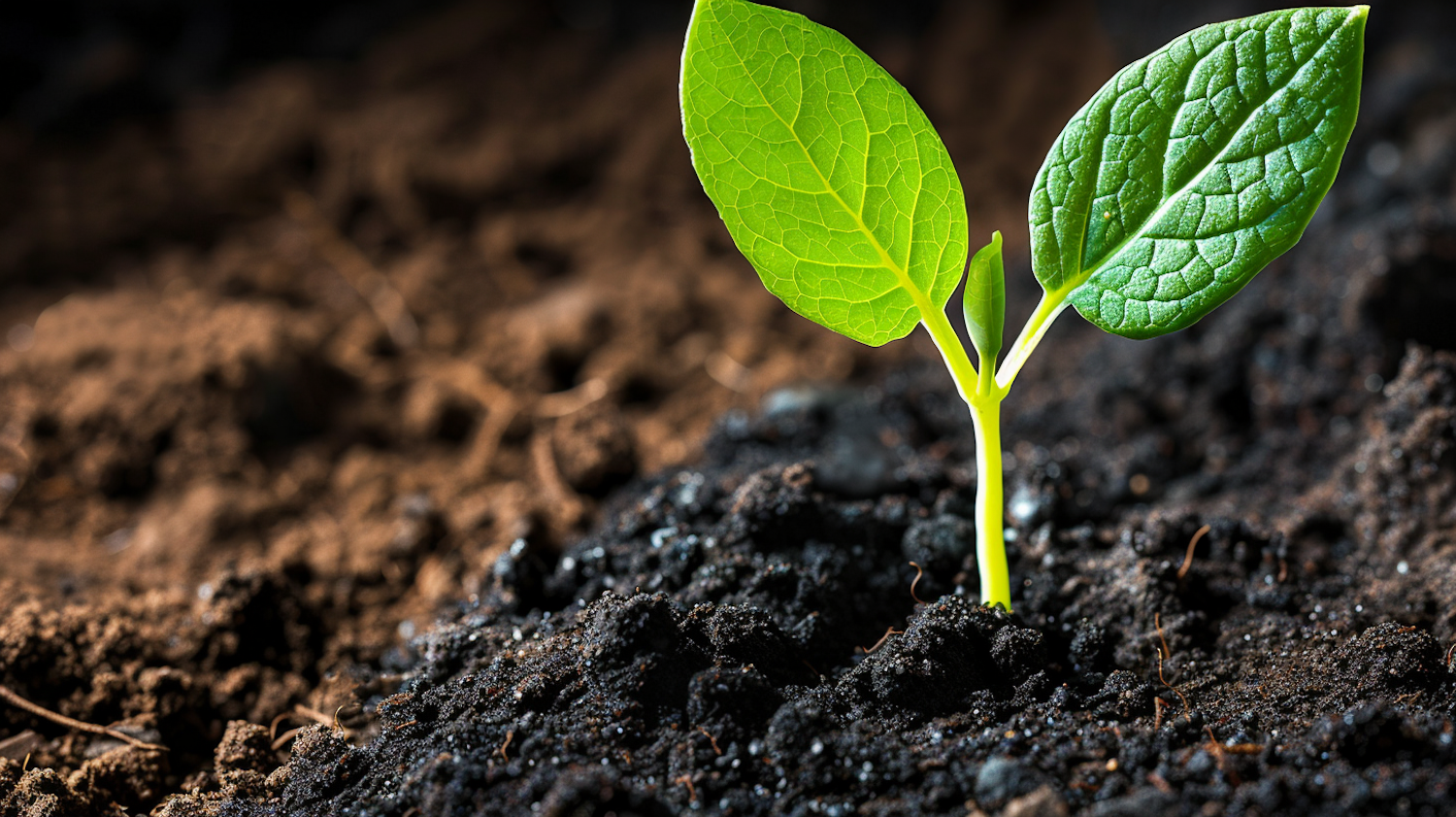 Young Green Plant in Soil