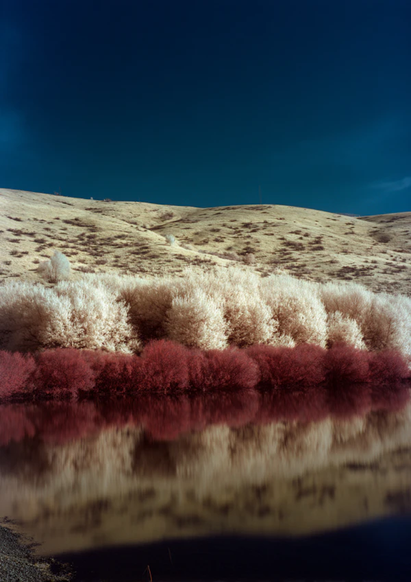 Serene Reflective Landscape