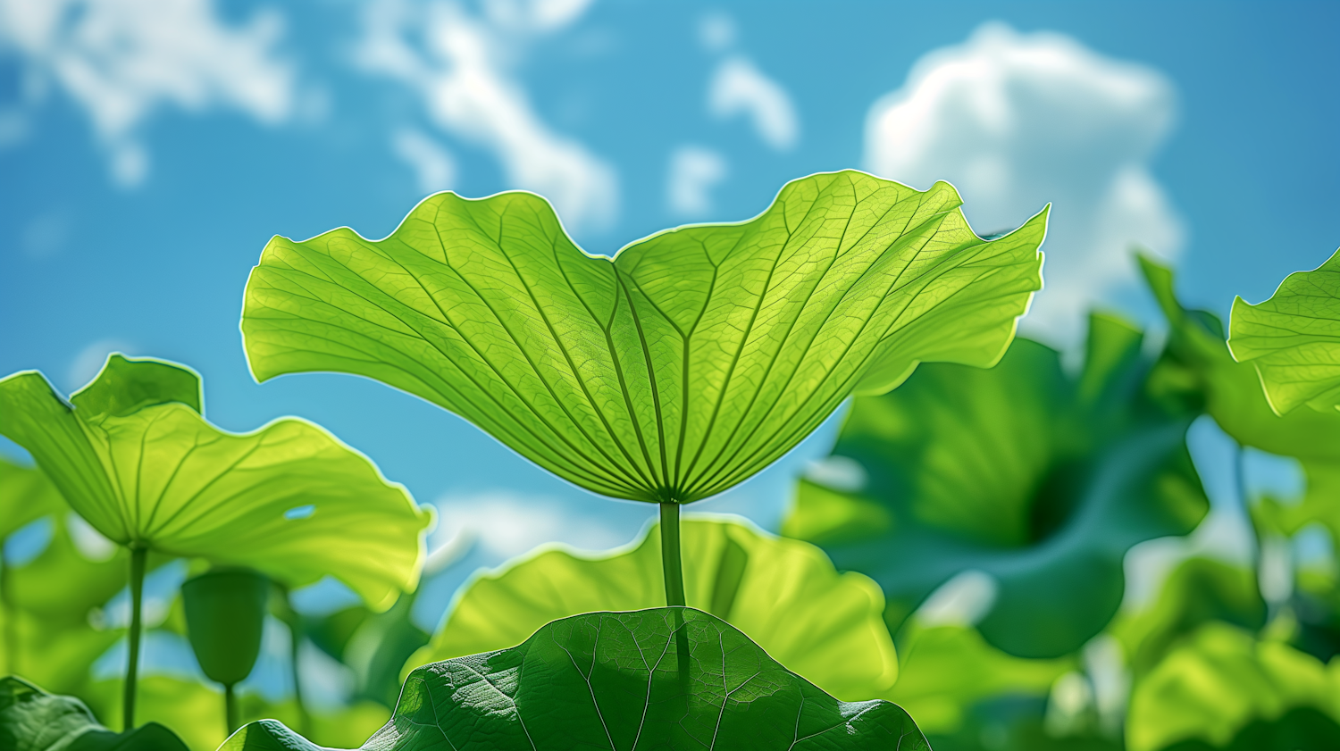 Sunlit Green Leaves Against Blue Sky