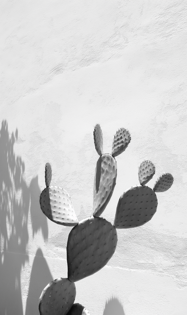 Monochromatic Cactus Shadows