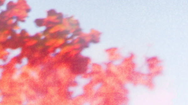 Autumn Leaves Abstract