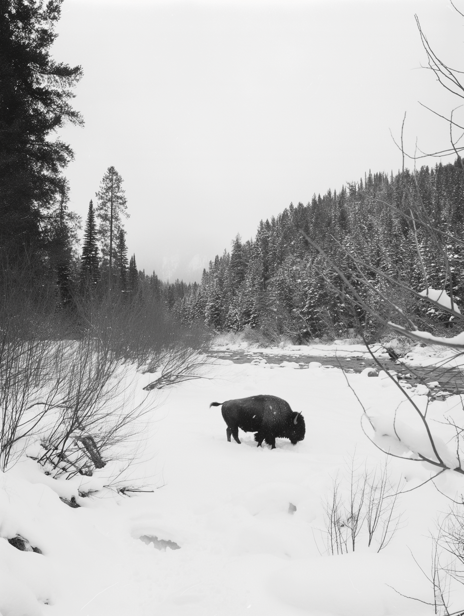 Solitary Bison in Snow-covered Landscape