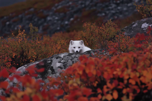 Arctic Fox in Autumn