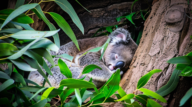 Koala in Natural Habitat