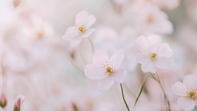 Delicate White and Pink Flowers