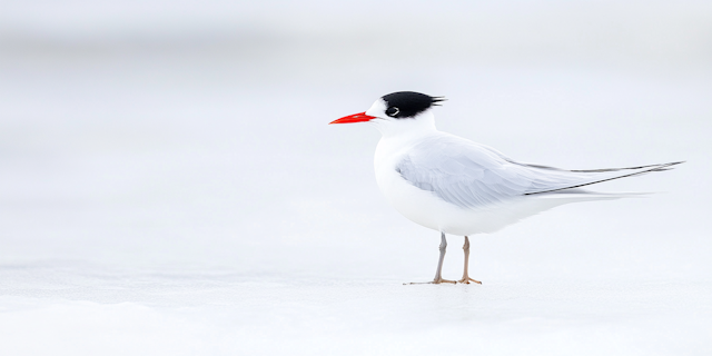 Elegant Tern on White Surface