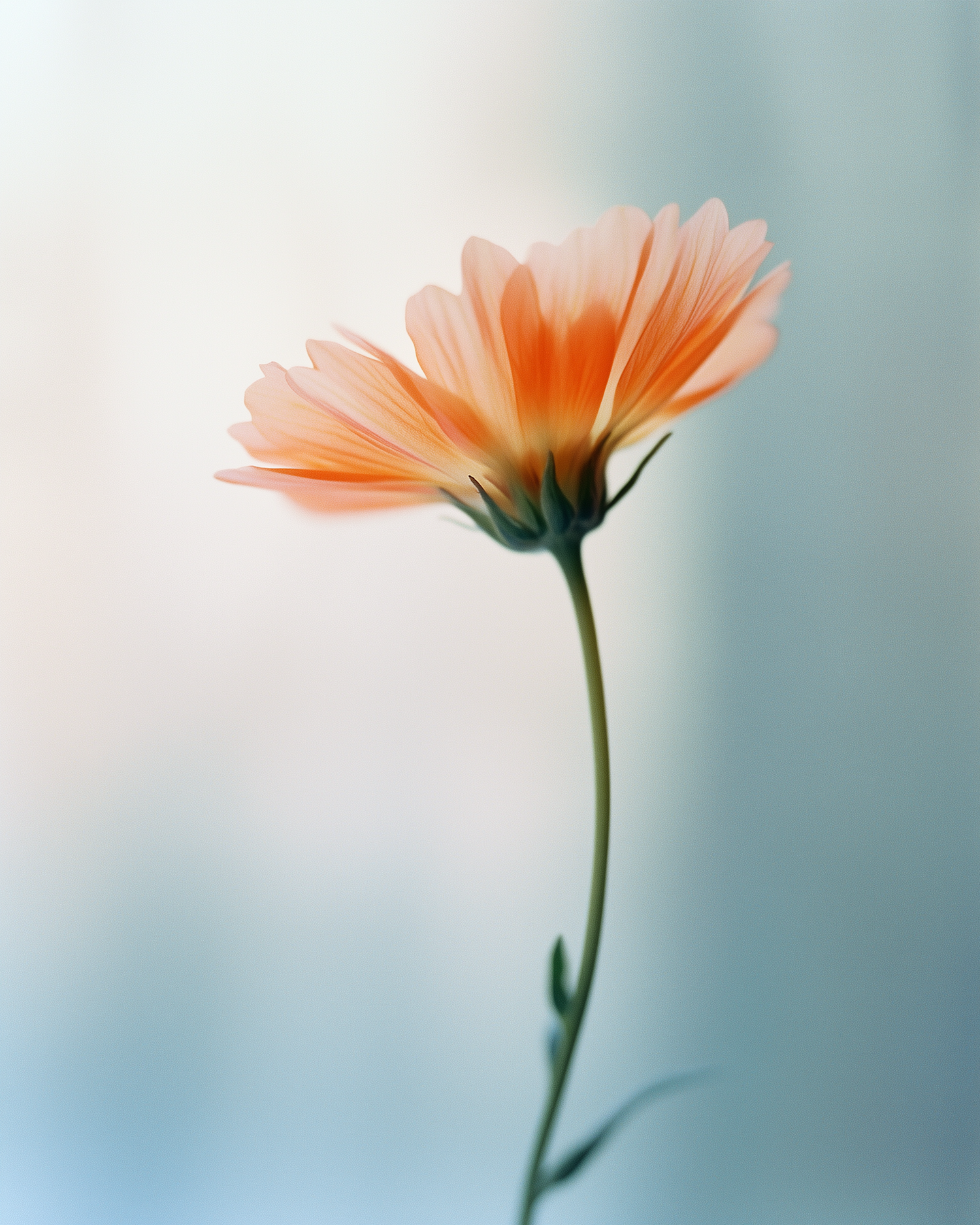 Delicate Peach Flower