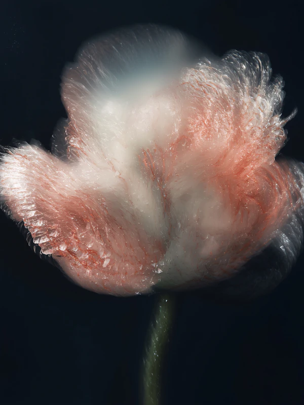 Ethereal Flower Close-Up