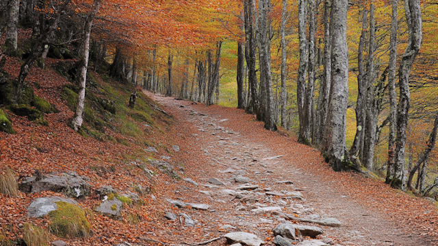 Serene Autumn Forest Path