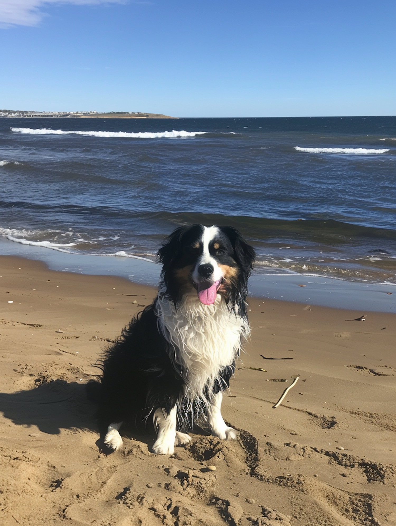 Dog on Beach