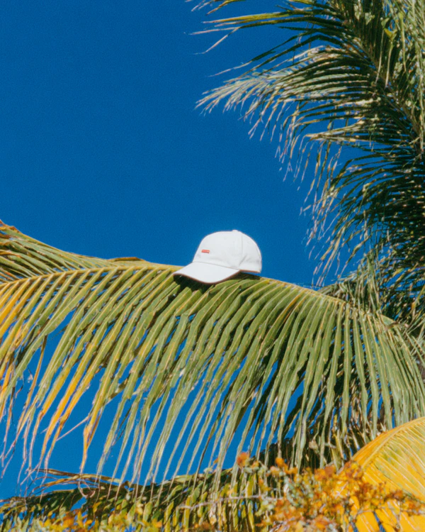 Baseball Cap on Palm Frond