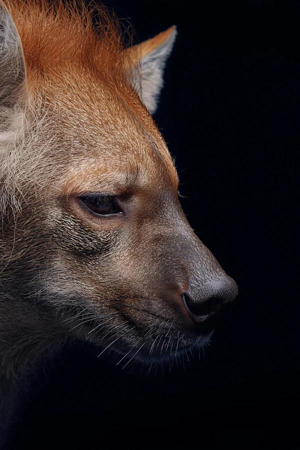 Hyena Profile Close-Up