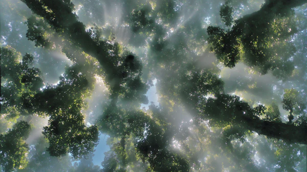 Forest Canopy Glow
