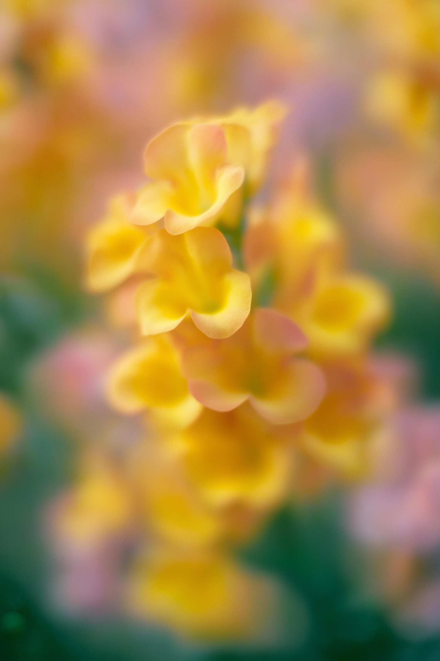 Close-up of Vibrant Yellow Flowers