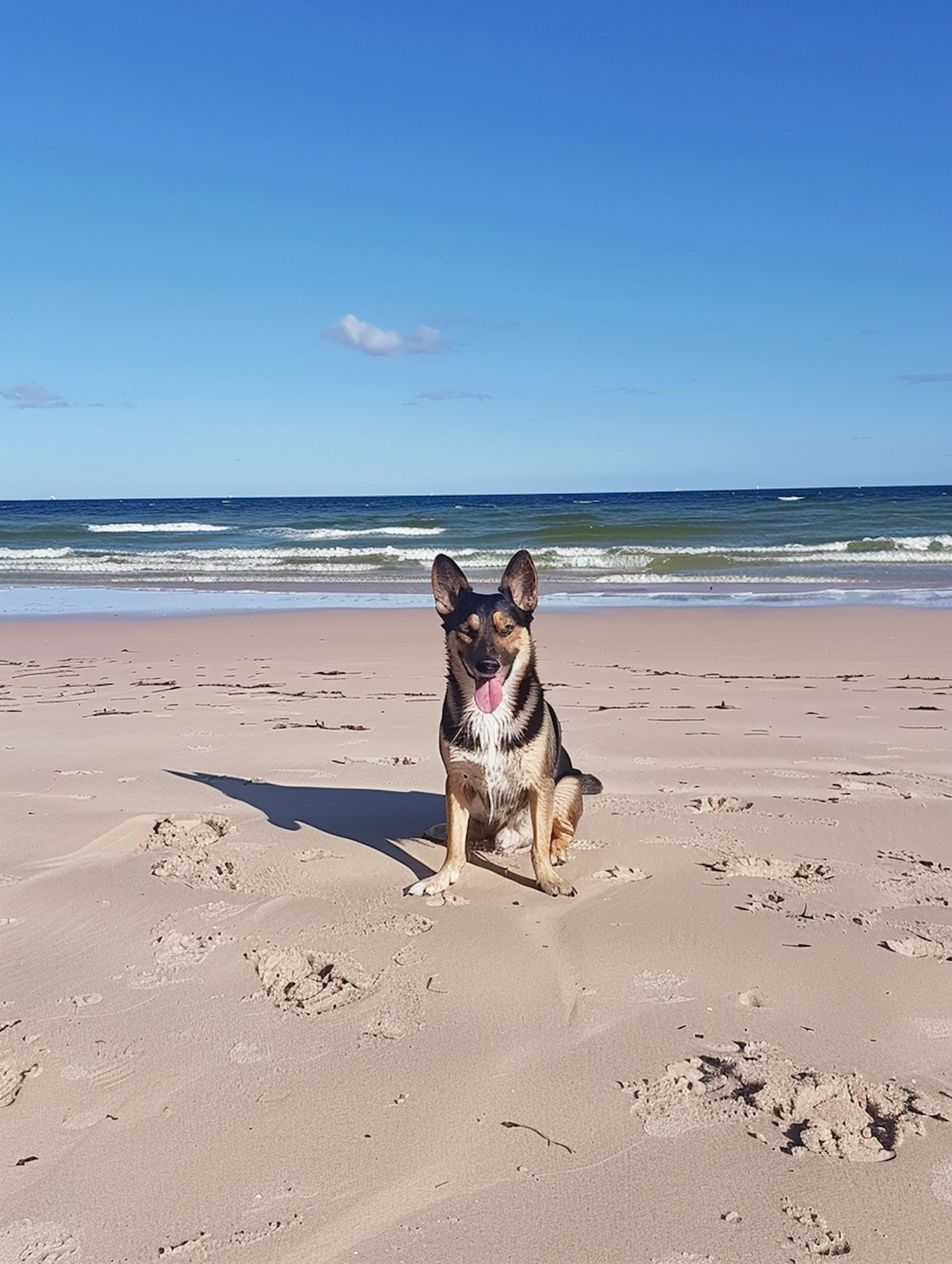 Dog on Beach