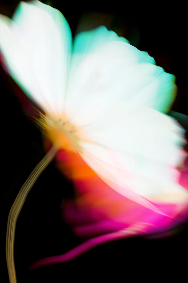 Dreamy Flower Close-Up