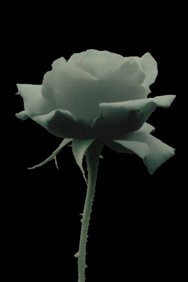 Ethereal Green Rose