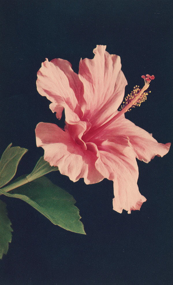 Pink Hibiscus Artwork