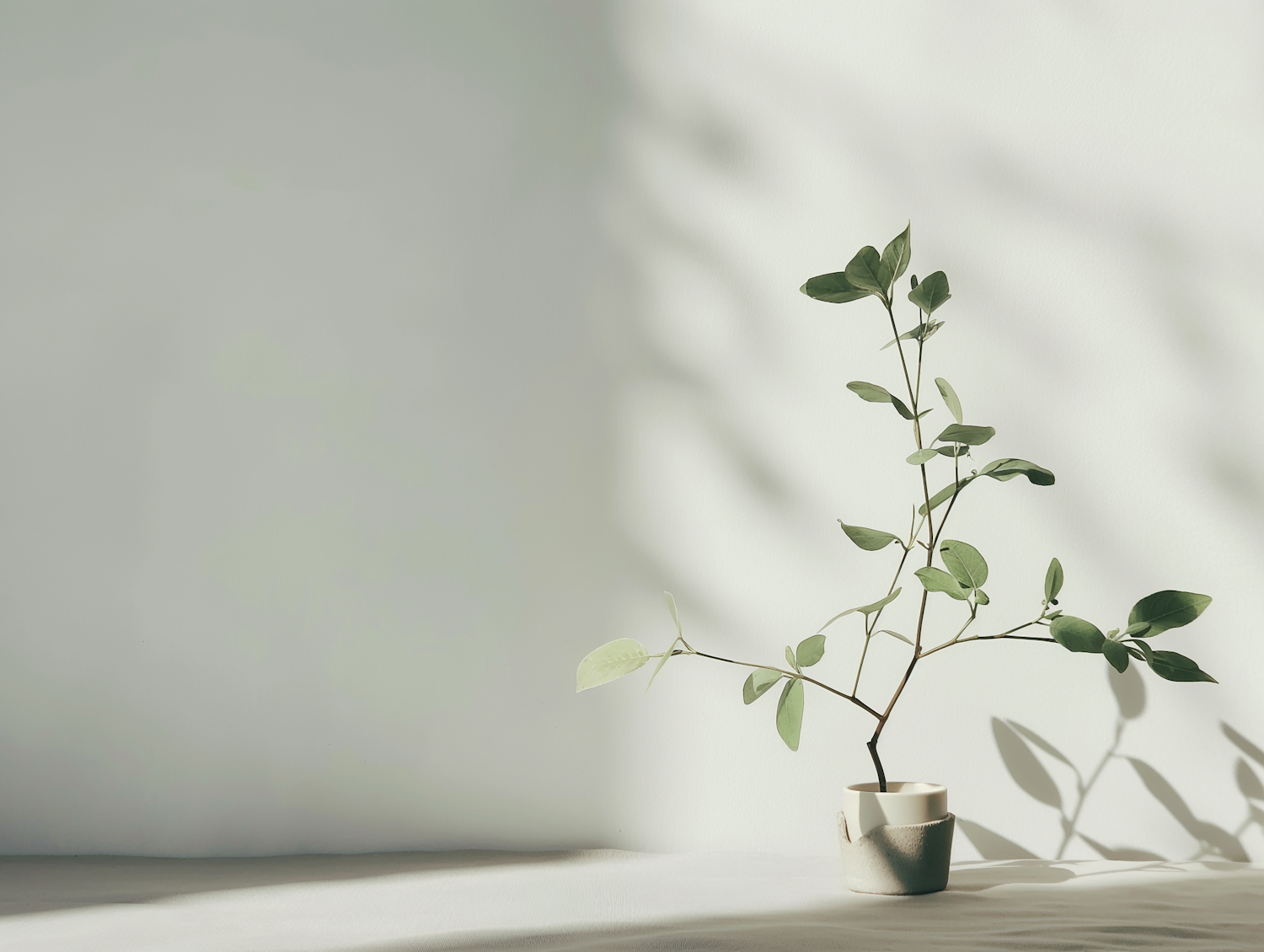 Serene Minimalist Plant