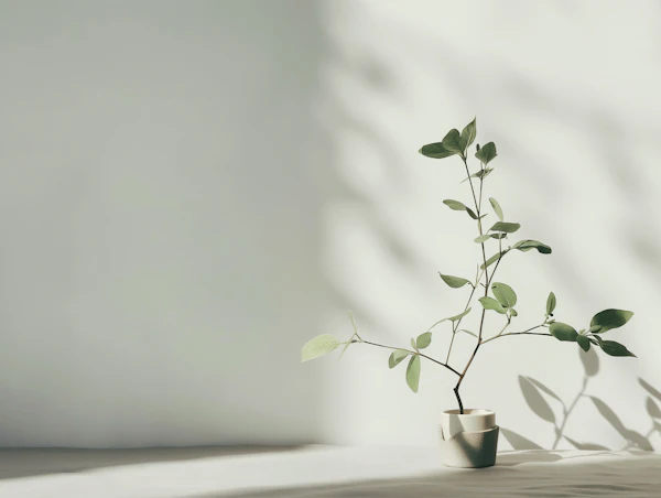 Serene Minimalist Plant