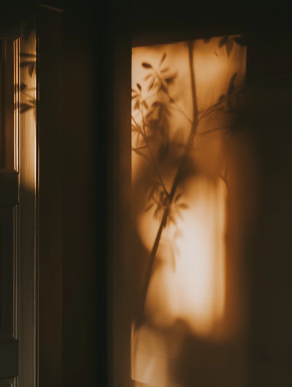 Golden Plant Shadows